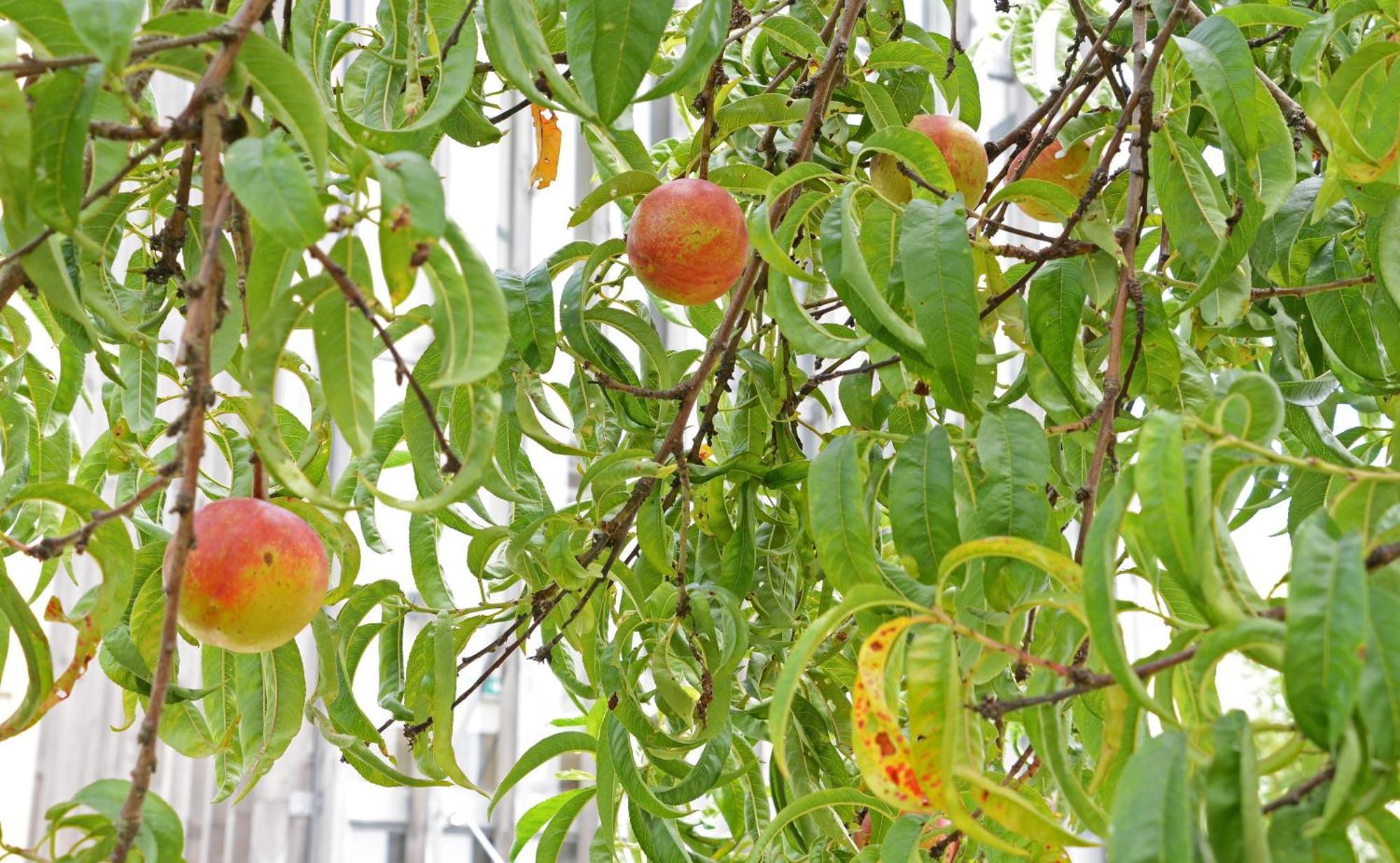 Peach Hostel & Suites Porto Luaran gambar